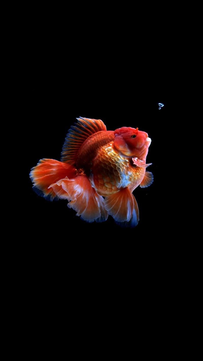 十大名貴金魚圖片【《十大名貴金魚圖片賞析》**】 十大名貴金魚圖片【《十大名貴金魚圖片賞析》**】 龍魚百科 第5張