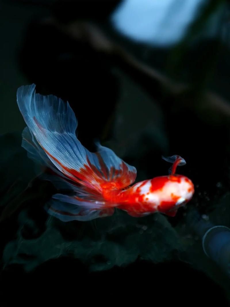 十大名貴金魚圖片【《十大名貴金魚圖片賞析》**】 十大名貴金魚圖片【《十大名貴金魚圖片賞析》**】 龍魚百科 第8張