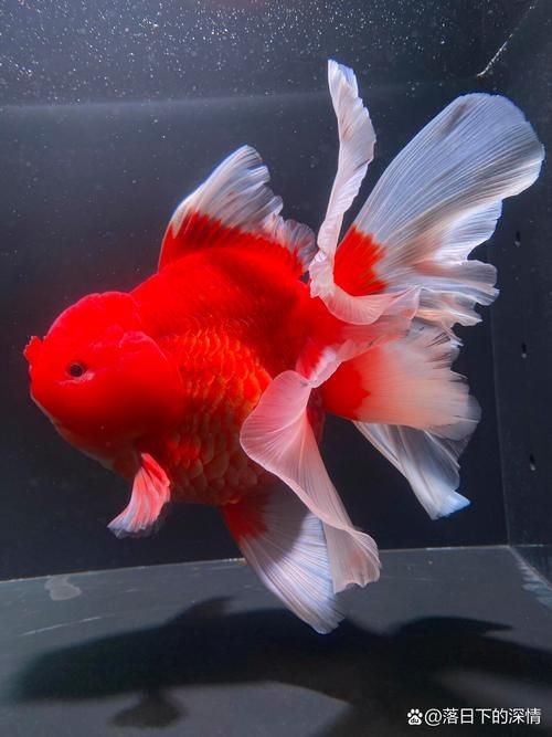 十大名貴金魚圖片【《十大名貴金魚圖片賞析》**】 十大名貴金魚圖片【《十大名貴金魚圖片賞析》**】 龍魚百科 第12張