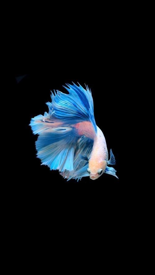 十大名貴金魚圖片【《十大名貴金魚圖片賞析》**】 十大名貴金魚圖片【《十大名貴金魚圖片賞析》**】 龍魚百科 第10張