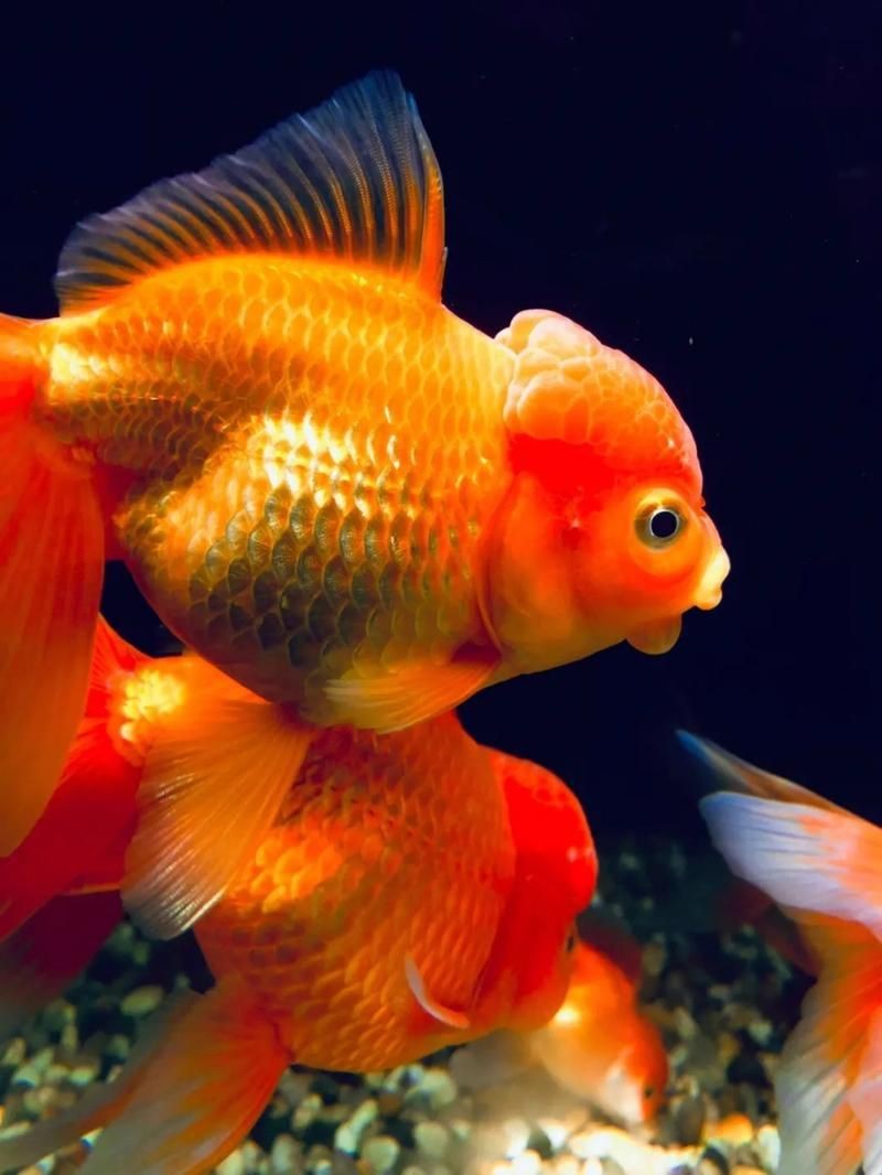 十大名貴金魚圖片【《十大名貴金魚圖片賞析》**】 十大名貴金魚圖片【《十大名貴金魚圖片賞析》**】 龍魚百科 第13張