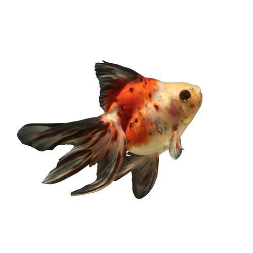 十大名貴金魚圖片【《十大名貴金魚圖片賞析》**】 十大名貴金魚圖片【《十大名貴金魚圖片賞析》**】 龍魚百科 第20張