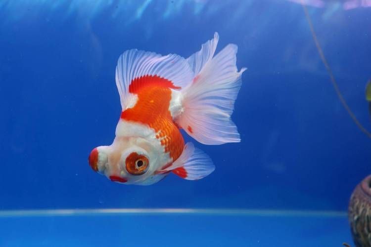 十大名貴金魚圖片【《十大名貴金魚圖片賞析》**】 十大名貴金魚圖片【《十大名貴金魚圖片賞析》**】 龍魚百科 第22張