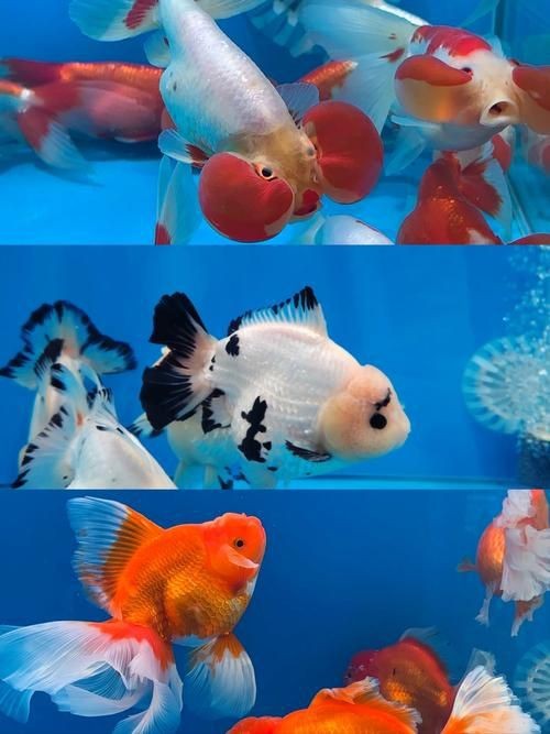 十大名貴金魚圖片【《十大名貴金魚圖片賞析》**】 十大名貴金魚圖片【《十大名貴金魚圖片賞析》**】 龍魚百科 第21張