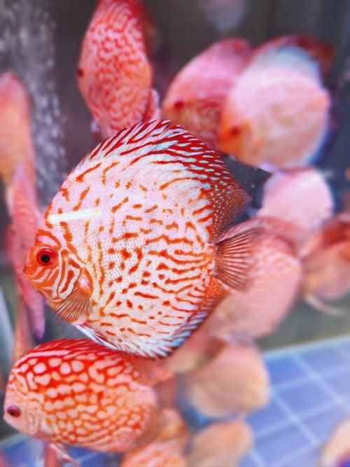 十大名貴金魚圖片【《十大名貴金魚圖片賞析》**】 十大名貴金魚圖片【《十大名貴金魚圖片賞析》**】 龍魚百科 第23張