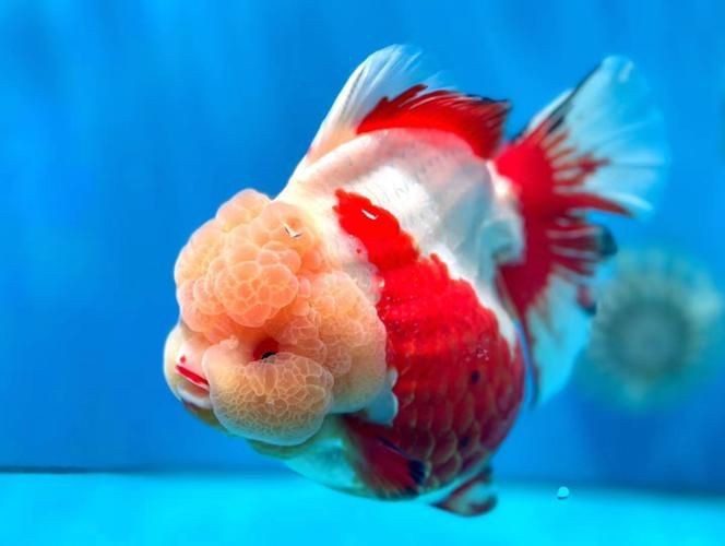 十大名貴金魚圖片【《十大名貴金魚圖片賞析》**】 十大名貴金魚圖片【《十大名貴金魚圖片賞析》**】 龍魚百科 第24張