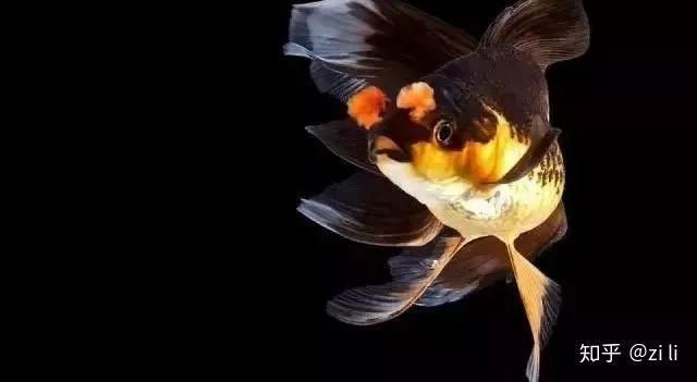 十大名貴金魚圖片【《十大名貴金魚圖片賞析》**】 十大名貴金魚圖片【《十大名貴金魚圖片賞析》**】 龍魚百科 第27張