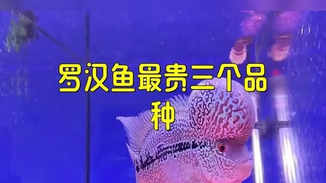 羅漢魚品種第一名【羅漢魚品種排名】