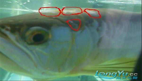 龍魚白霉病怎么治療【知名龍魚水族中文門戶網站龍魚白點病怎么辦養魚小藝】 龍魚白霉病怎么治療【知名龍魚水族中文門戶網站龍魚白點病怎么辦養魚小藝】 龍魚論壇 第2張