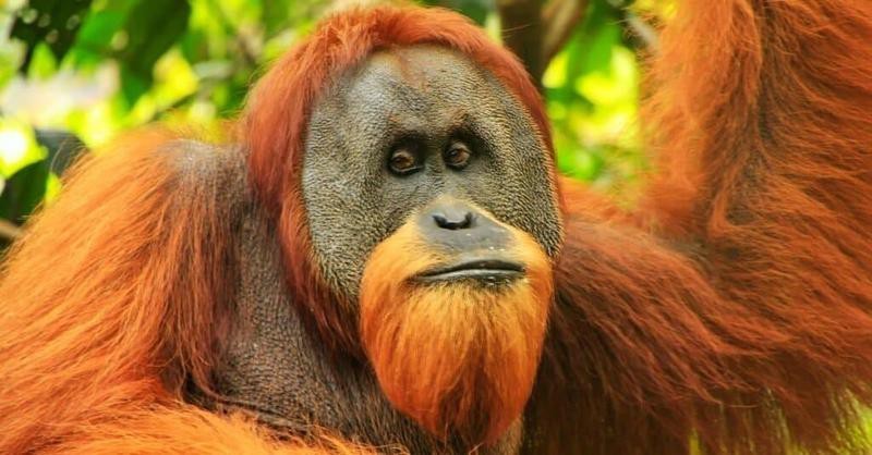 動物智商排名【動物智商最聰明的動物排名，黑猩猩、黑猩猩、大猩猩】