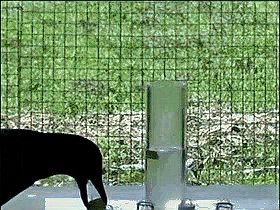 動物智商排名【動物智商最聰明的動物排名，黑猩猩、黑猩猩、大猩猩】