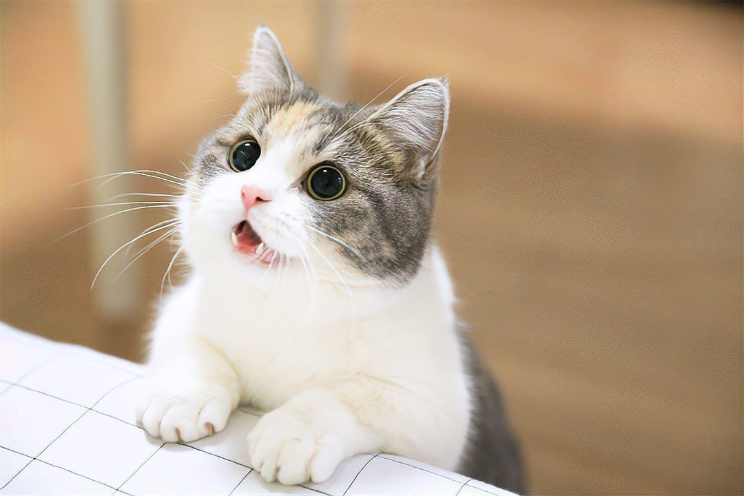 動物智商排名【動物智商最聰明的動物排名，黑猩猩、黑猩猩、大猩猩】