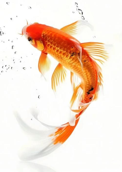 金魚圖片高清大圖