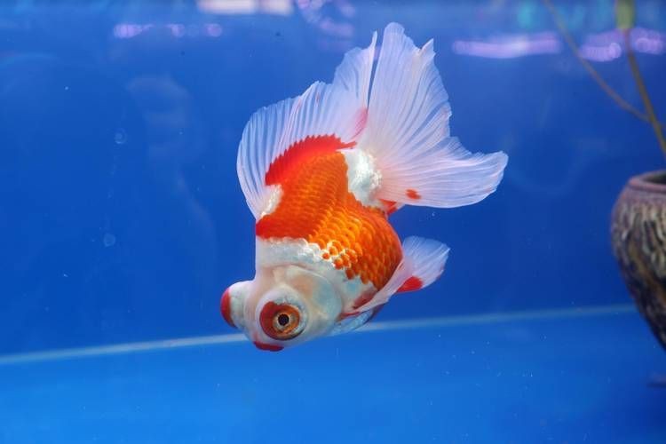 金魚圖片高清大圖