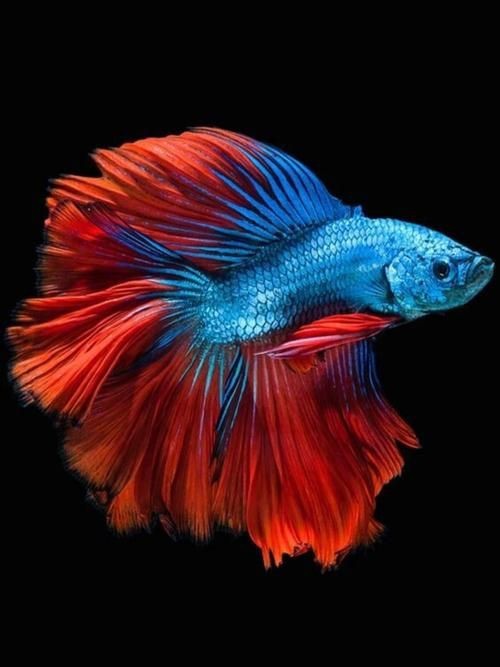 金魚圖片高清大圖
