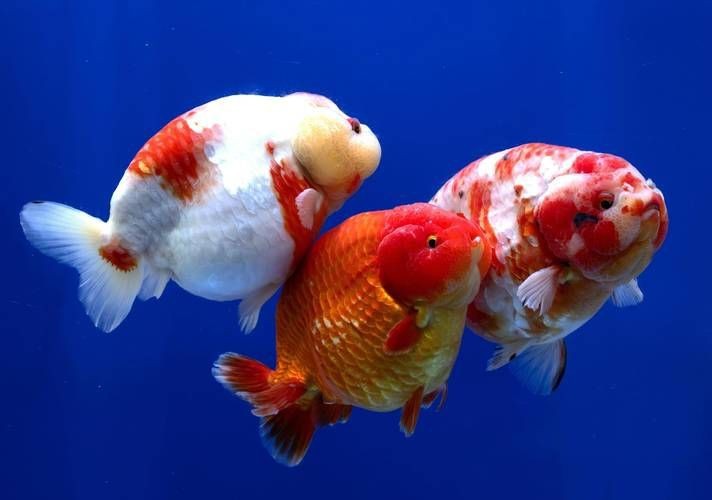 金魚圖片高清大圖
