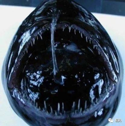 鬼鯊長什么樣子【海底怪物:鬼鯊】