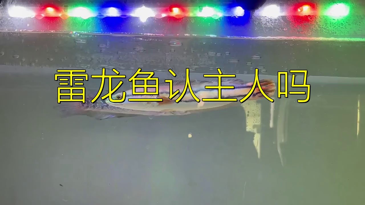 雷龍魚認(rèn)主后會(huì)有哪些表現(xiàn)？【雷龍魚認(rèn)主后會(huì)有什么表現(xiàn)】 雷龍魚認(rèn)主后會(huì)有哪些表現(xiàn)？【雷龍魚認(rèn)主后會(huì)有什么表現(xiàn)】 龍魚論壇 第1張