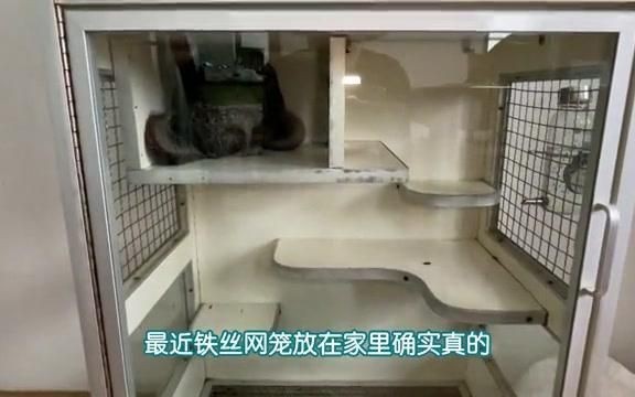 龍貓籠養需要多大的空間？ 龍貓籠養需要多大的空間？ 龍魚百科 第4張
