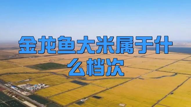 金龍魚屬于什么檔次【《金龍魚屬于什么檔次》】