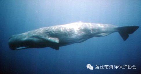大嘴鯨是抹香鯨嗎【“大嘴鯨”與抹香鯨無科學關聯，深圳大鵬灣呼吁不要圍觀】