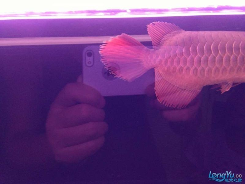 龍魚魚鰭分叉了能恢復嗎【龍魚魚鰭分叉能否恢復取決于多種因素】 龍魚魚鰭分叉了能恢復嗎【龍魚魚鰭分叉能否恢復取決于多種因素】 龍魚百科 第2張