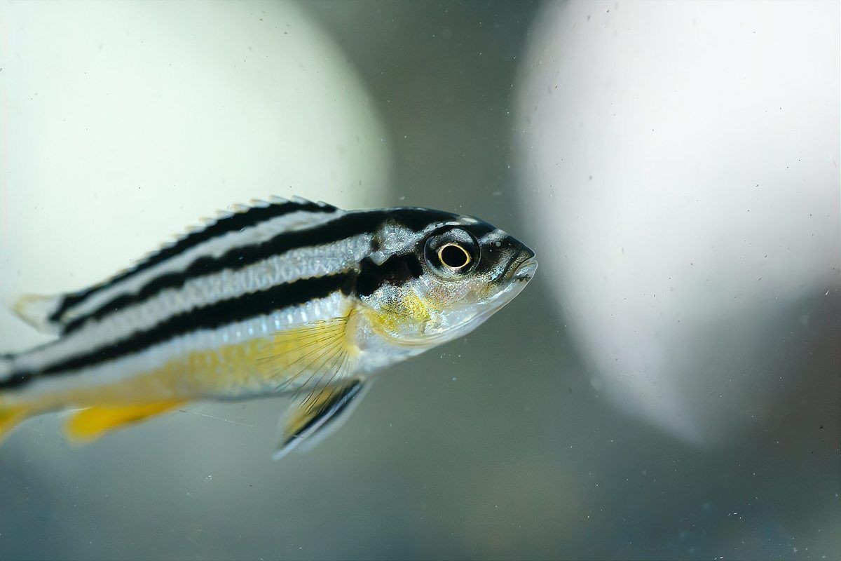 龍魚魚鰭分叉了能恢復嗎【龍魚魚鰭分叉能否恢復取決于多種因素】 龍魚魚鰭分叉了能恢復嗎【龍魚魚鰭分叉能否恢復取決于多種因素】 龍魚百科 第9張