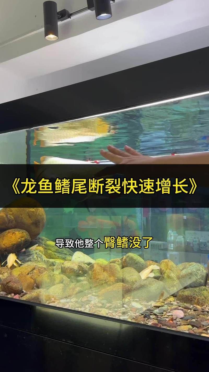 龍魚魚鰭分叉了能恢復嗎【龍魚魚鰭分叉能否恢復取決于多種因素】 龍魚魚鰭分叉了能恢復嗎【龍魚魚鰭分叉能否恢復取決于多種因素】 龍魚百科 第14張