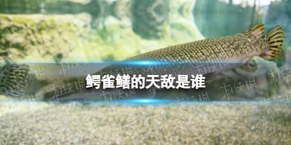 鱷雀鱔最怕三個東西【《鱷雀鱔最怕三個東西》**入侵物種】 鱷雀鱔最怕三個東西【《鱷雀鱔最怕三個東西》**入侵物種】 龍魚論壇 第5張