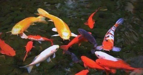 錦鯉紅色變成白色了【養(yǎng)殖錦鯉的注意事項】