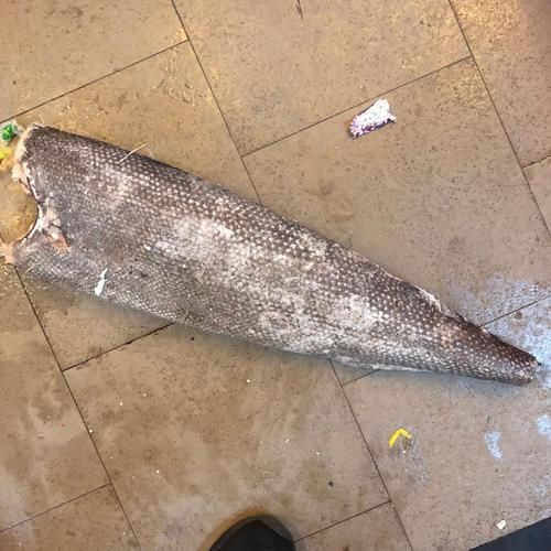龍鱈魚圖片【江曉晨初見便傾心,龍鱈魚南橙挑水果】