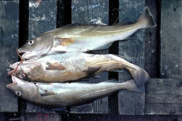 龍魚立鱗病復(fù)發(fā)會自愈嗎，龍魚立鱗病復(fù)發(fā)后多久會惡化，龍魚立鱗病復(fù)發(fā)后如何護(hù)理