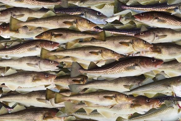 龍鱈魚圖片【江曉晨初見便傾心,龍鱈魚南橙挑水果】