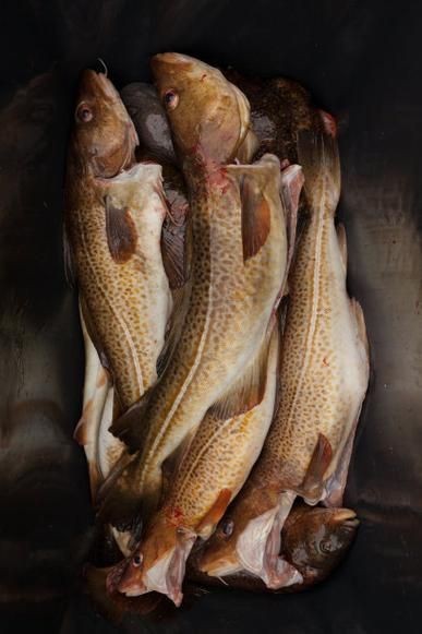 龍鱈魚圖片【江曉晨初見便傾心,龍鱈魚南橙挑水果】