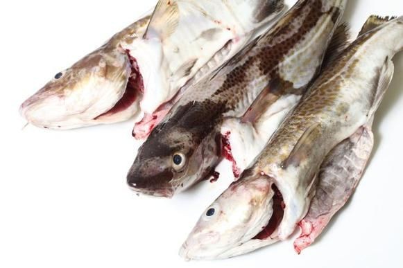 龍鱈魚圖片【江曉晨初見便傾心,龍鱈魚南橙挑水果】