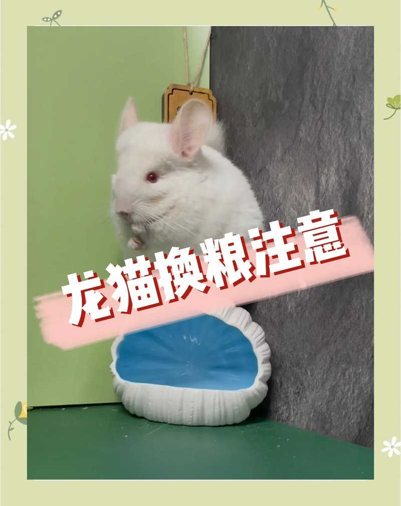 龍貓換糧時需要注意什么？【新手龍貓怎么換糧】