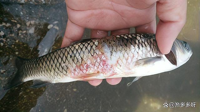 魚鰓蓋爛了最簡單三個妙招【魚鰓蓋爛了怎么辦】