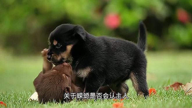 如何判斷龍魚鱗片潰爛的嚴重程度？【蠑螈養(yǎng)久了會認主人嗎】