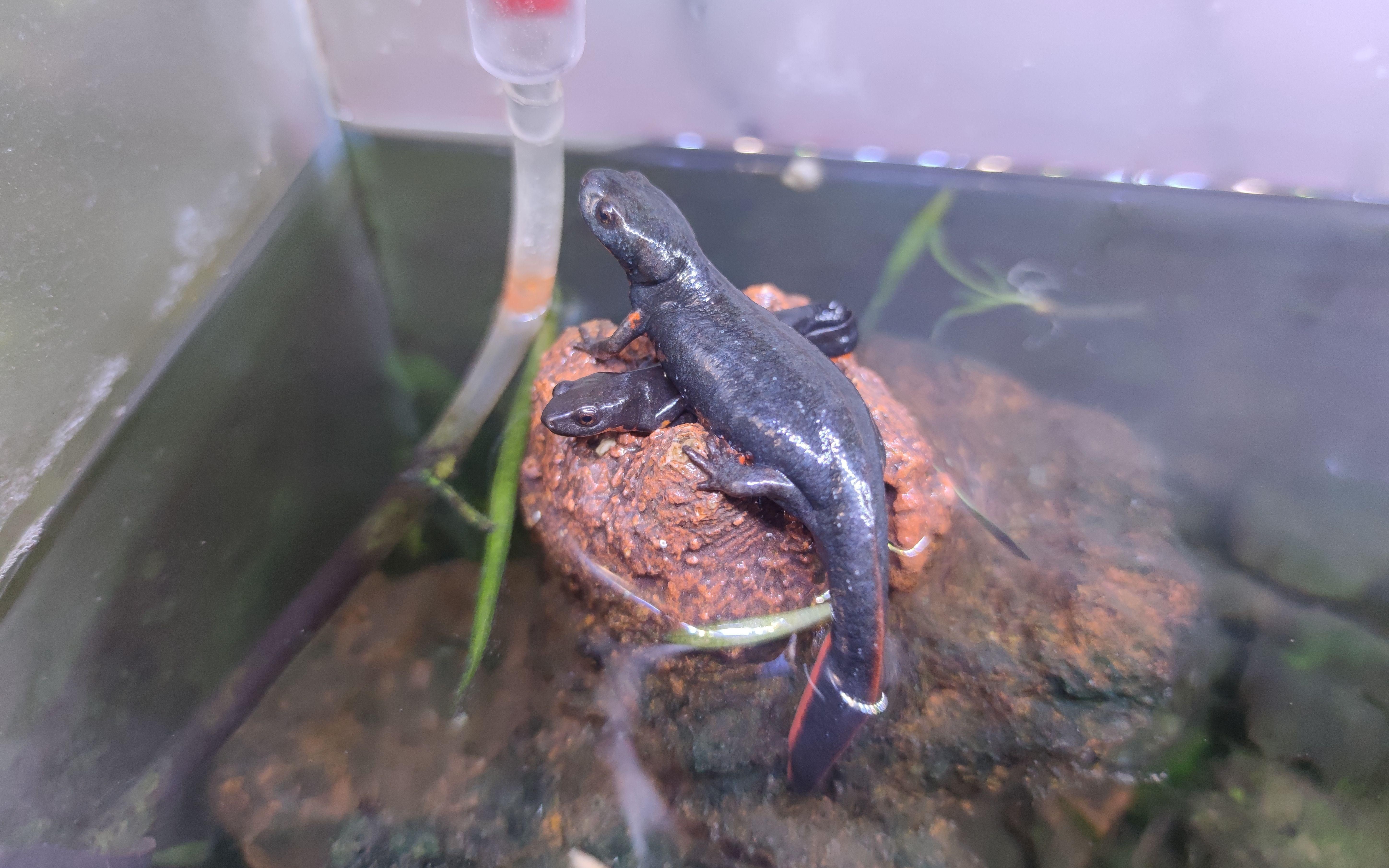 如何判斷龍魚鱗片潰爛的嚴重程度？【蠑螈養(yǎng)久了會認主人嗎】