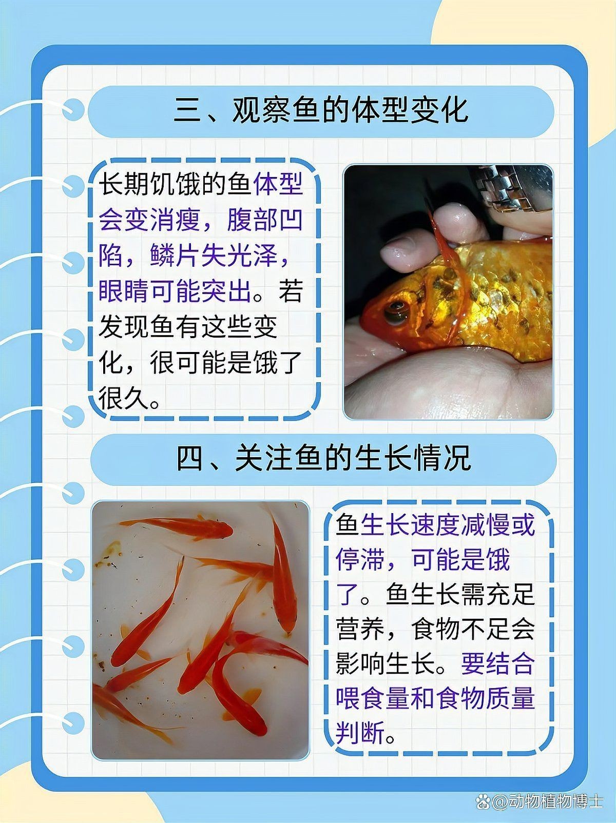 魟魚餓了的表現【怎么判斷[需手動填充]魚餓了】