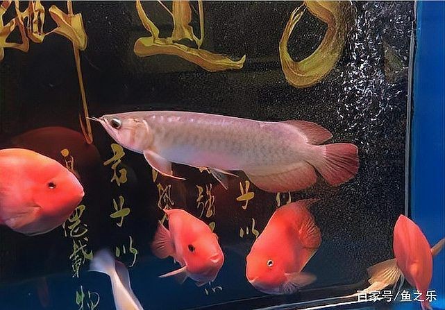 金老虎魚混養【金老虎魚混養的注意事項】 金老虎魚混養【金老虎魚混養的注意事項】 龍魚百科 第7張