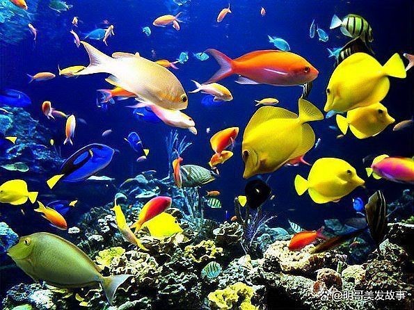 金龍魚的寓意和象征【《金龍魚的寓意和象征》**，金龍魚作為一種常見且備受矚目的觀賞魚】 金龍魚的寓意和象征【《金龍魚的寓意和象征》**，金龍魚作為一種常見且備受矚目的觀賞魚】 龍魚百科 第9張