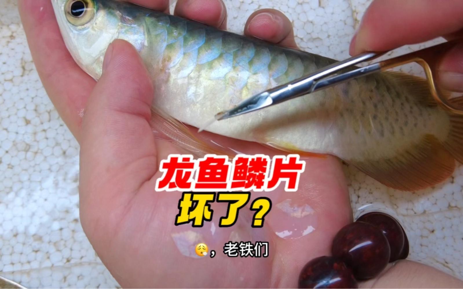 龍魚(yú)鱗片爛了如何治療【嗶哩嗶哩第495話龍魚(yú)鱗片大面積破損原因分析解決全過(guò)程】 龍魚(yú)鱗片爛了如何治療【嗶哩嗶哩第495話龍魚(yú)鱗片大面積破損原因分析解決全過(guò)程】 龍魚(yú)百科 第4張