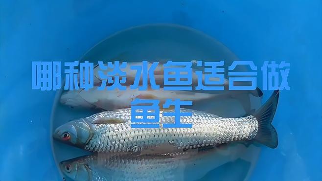 淡水魚做魚生最好的魚,品種【哪種淡水魚適合做魚生】 淡水魚做魚生最好的魚,品種【哪種淡水魚適合做魚生】 龍魚論壇 第2張