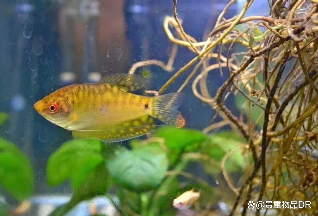曼龍魚混養(yǎng)需要哪些遮蔽物？【小魚兒天地,曼龍魚如何混養(yǎng)】 曼龍魚混養(yǎng)需要哪些遮蔽物？【小魚兒天地,曼龍魚如何混養(yǎng)】 龍魚百科 第6張