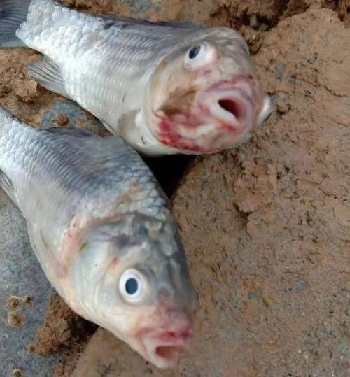 魚身上潰爛圖片【魚身上潰爛是怎么回事】