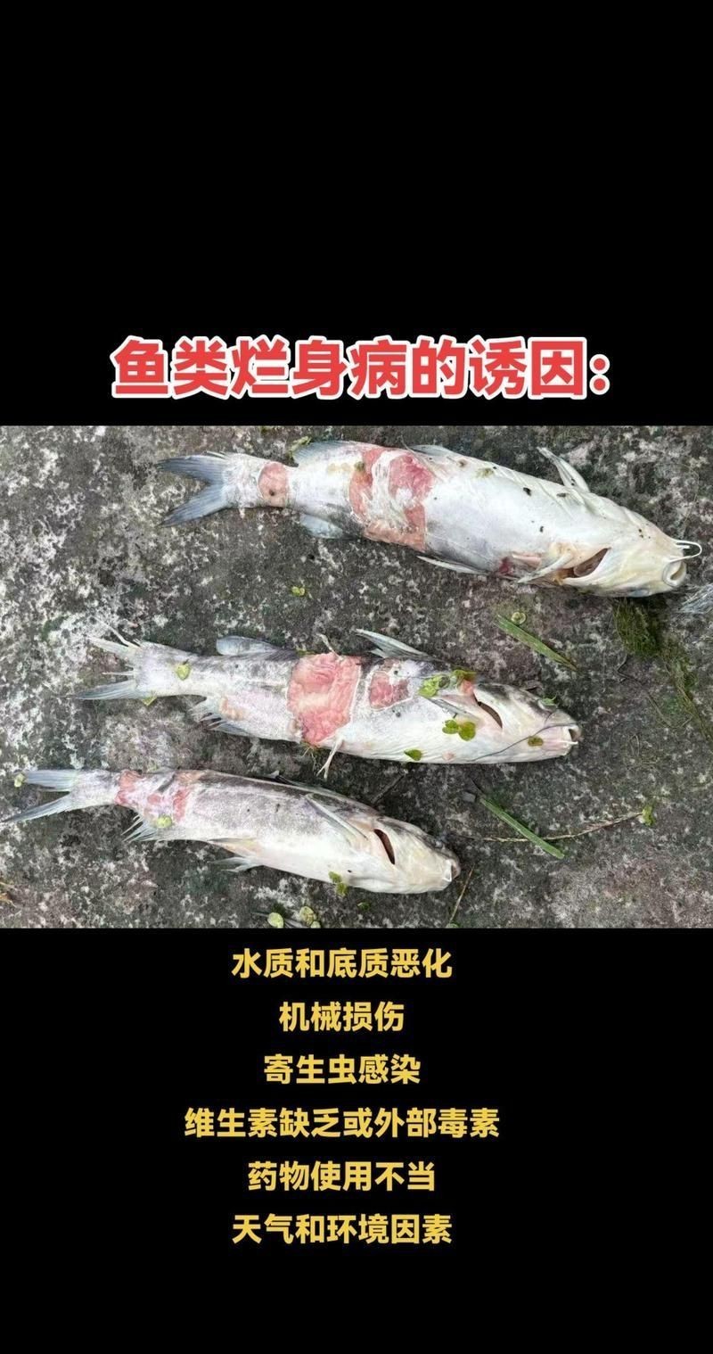 魚身上潰爛圖片【魚身上潰爛是怎么回事】