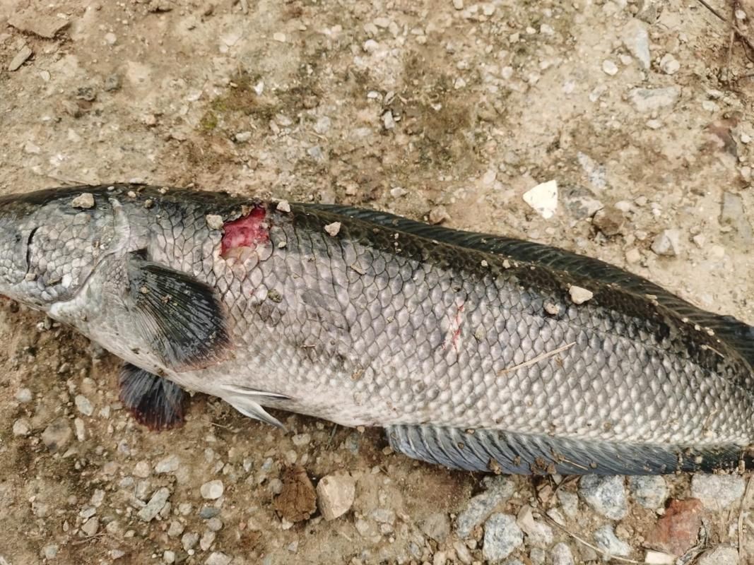 魚身上潰爛圖片【魚身上潰爛是怎么回事】