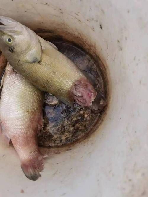 魚身上潰爛圖片【魚身上潰爛是怎么回事】
