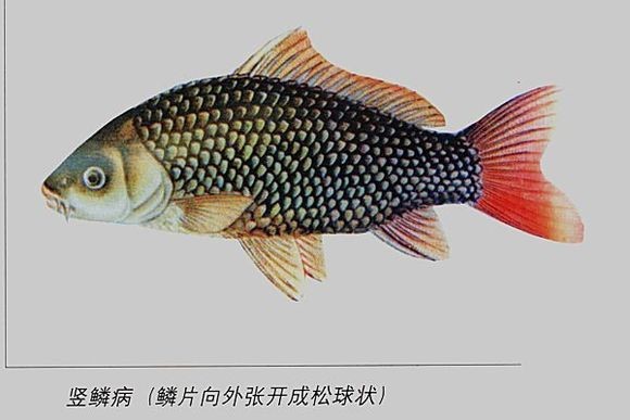 有哪些藥物可以預防龍魚黑身松鱗綜合癥？【如何判斷龍魚是否患有黑身松鱗綜合癥？】 有哪些藥物可以預防龍魚黑身松鱗綜合癥？【如何判斷龍魚是否患有黑身松鱗綜合癥？】 龍魚百科 第4張